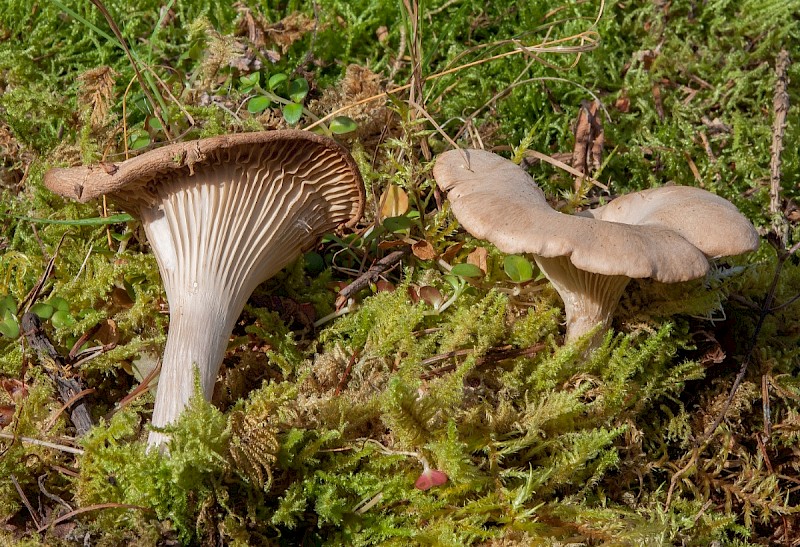 Clitocybe infundibuliformis - © Charles Hipkin