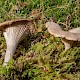 Clitocybe infundibuliformis