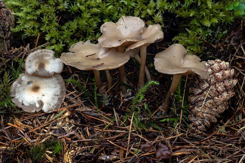 Clitocybe metachroa - © Charles Hipkin