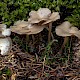 Clitocybe metachroa