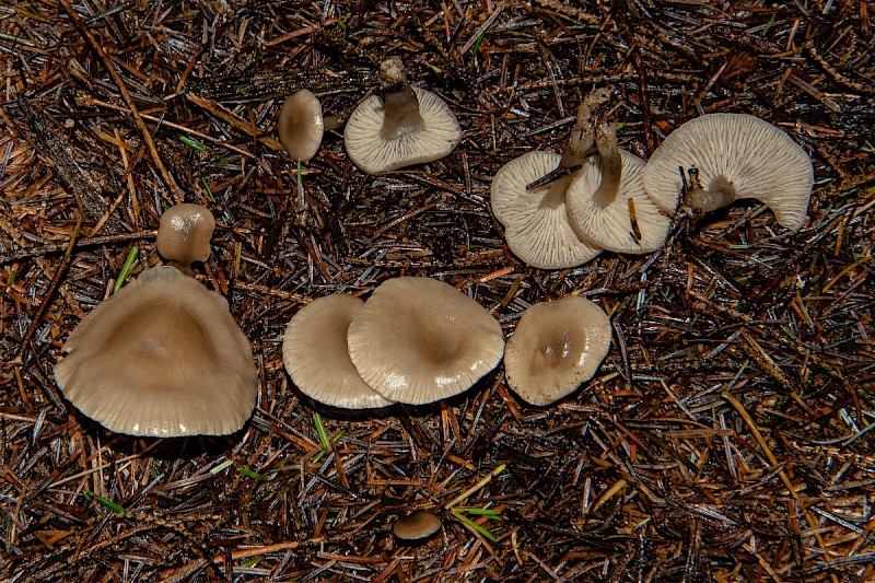 Clitocybe metachroa - © Charles Hipkin