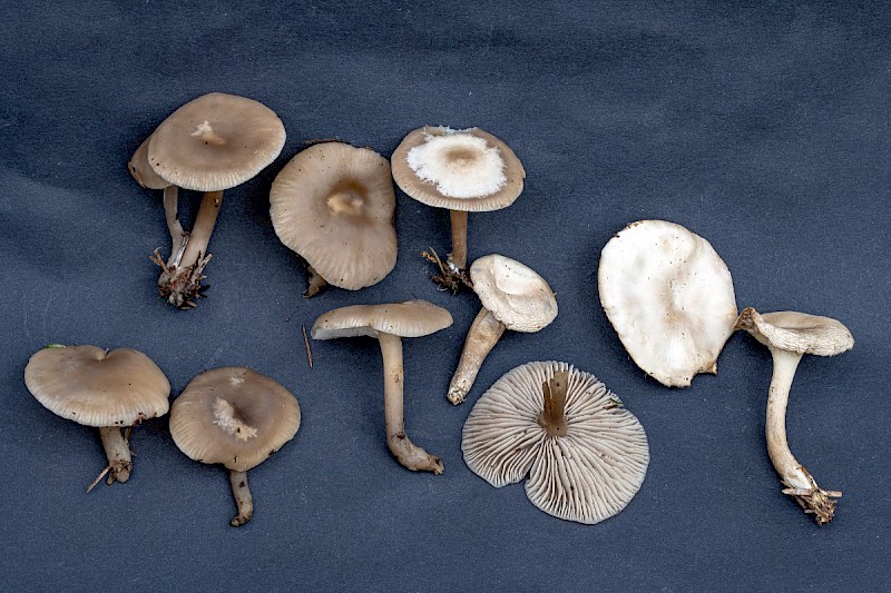 Clitocybe metachroa - © Charles Hipkin