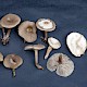 Clitocybe metachroa