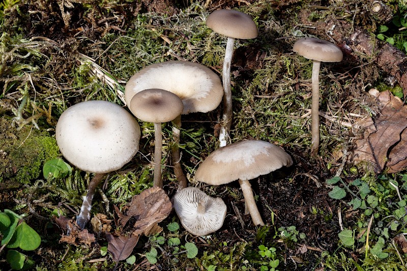 Clitocybe metachroa - © Charles Hipkin