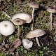 Clitocybe metachroa