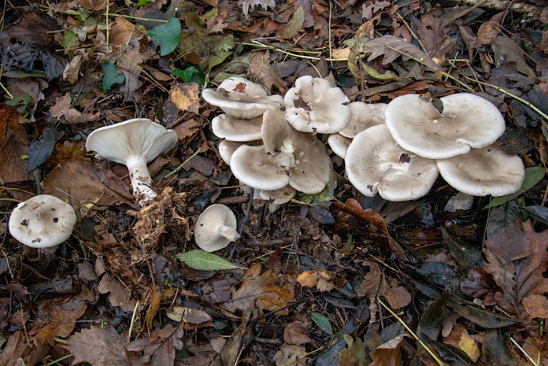 Clitocybe nebularis - © Charles Hipkin