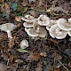 Clitocybe nebularis