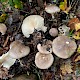 Clitocybe nebularis