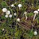 Clitocybe rivulosa