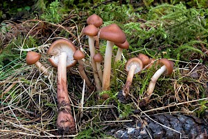 Rhodocollybia prolixa var. distorta 