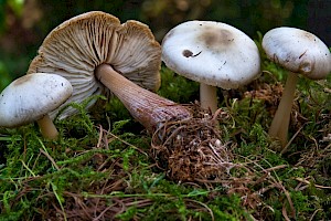 Rhodocollybia butyracea Butter Cap