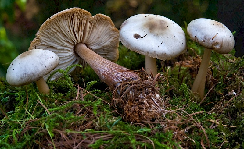 Rhodocollybia butyracea - © Charles Hipkin