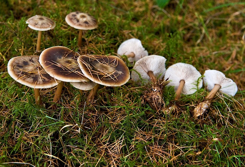 Rhodocollybia butyracea - © Charles Hipkin