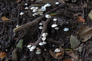 Collybia cirrhata Piggyback Shanklet