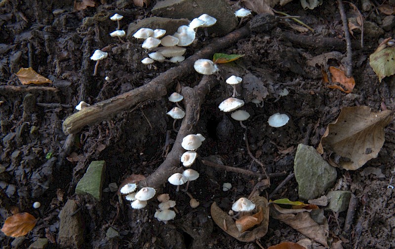 Collybia cirrhata - © Charles Hipkin