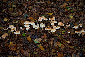 Gymnopus dryophilus Russet Toughshank