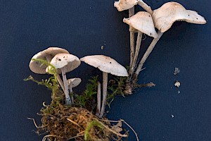 Gymnopus fusipes Spindle Toughshank