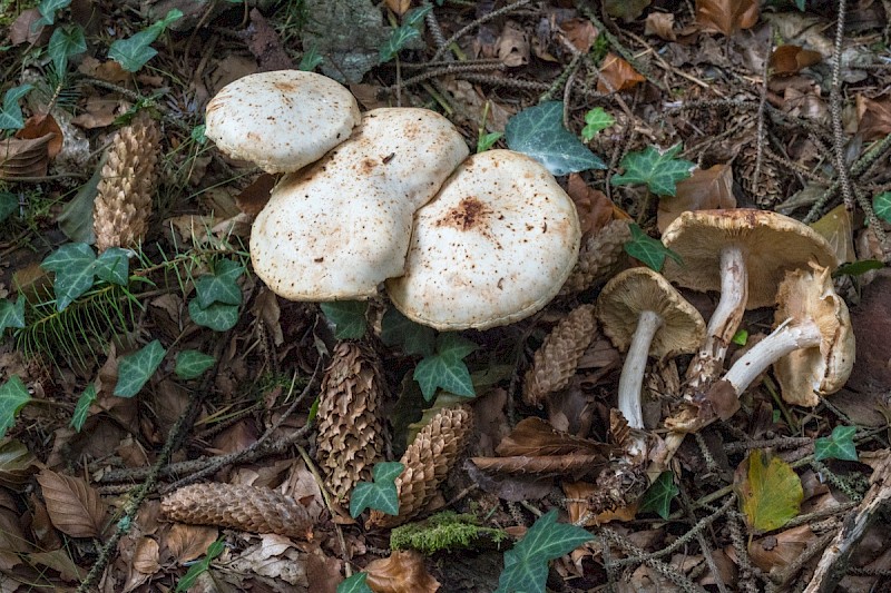 Rhodocollybia maculata - © Charles Hipkin