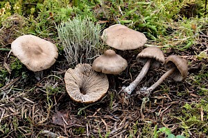 Gymnopus peronatus Wood Woollyfoot