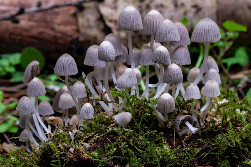 Coprinellus disseminatus - © Charles Hipkin