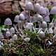 Coprinellus disseminatus