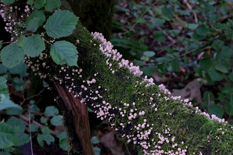 Coprinellus disseminatus - © Charles Hipkin