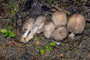 Coprinopsis atramentaria Common Inkcap