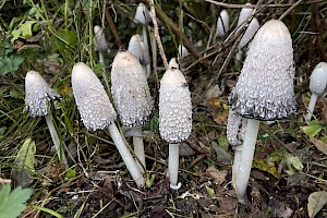 Coprinus comatus Shaggy Inkcap