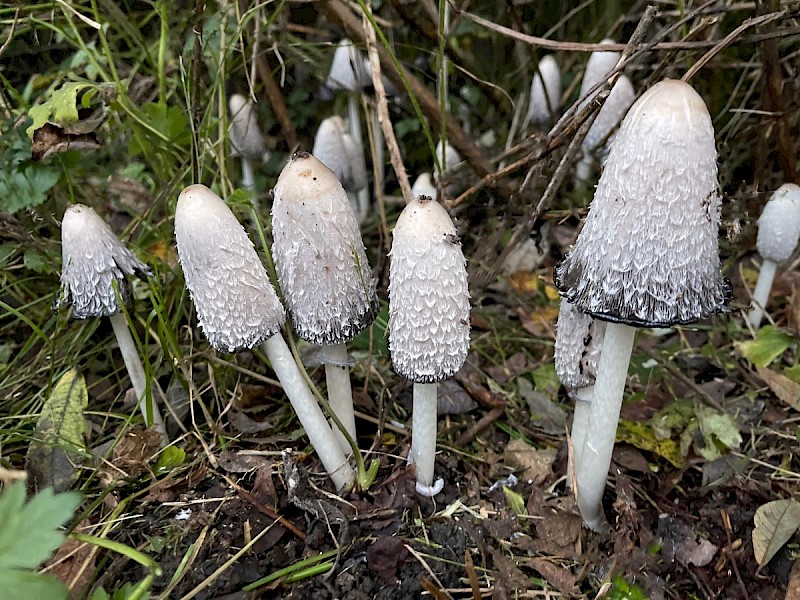 Coprinus comatus - © Charles Hipkin