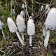 Coprinus comatus