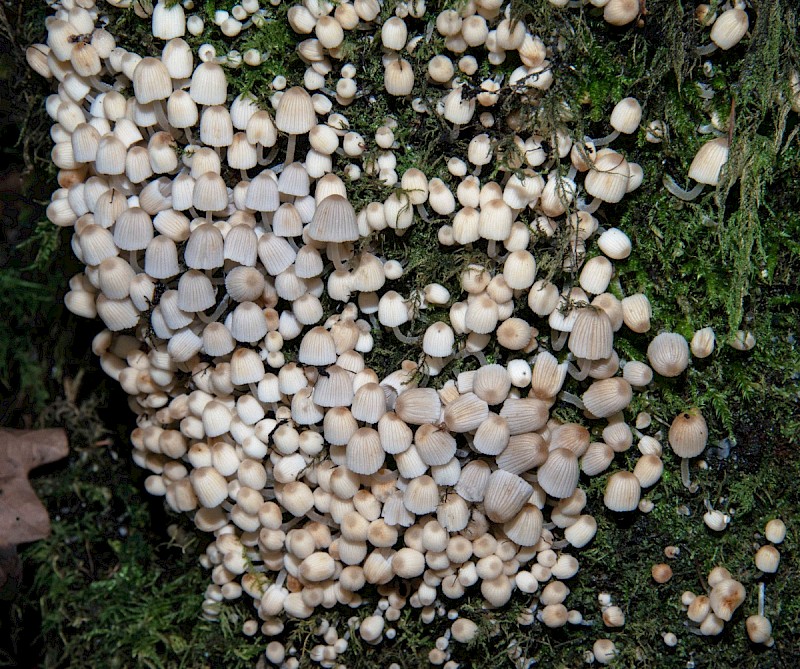 Coprinellus disseminatus - © Charles Hipkin