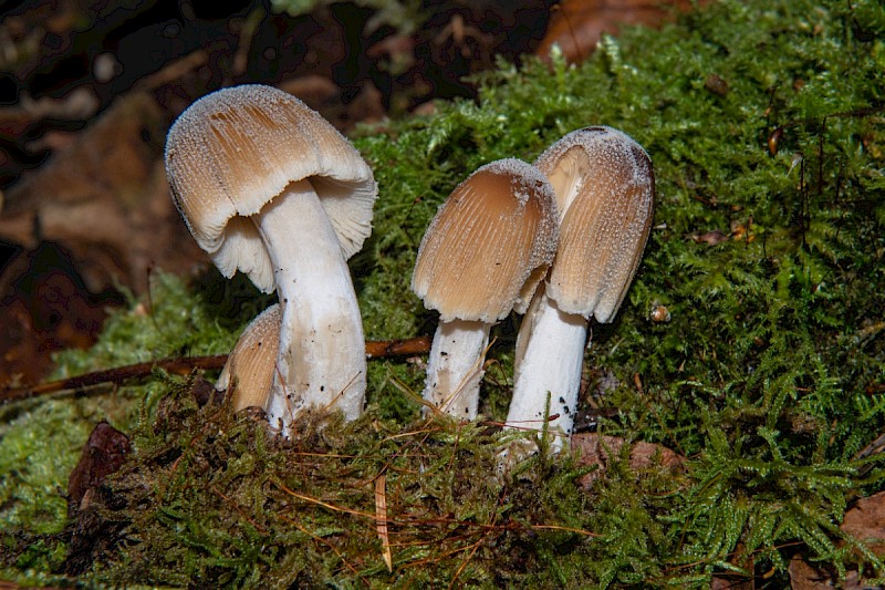 Coprinellus micaceus - © Charles Hipkin