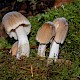 Coprinellus micaceus