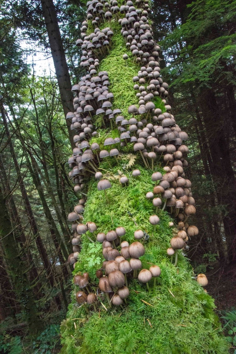 Coprinellus micaceus - © Charles Hipkin