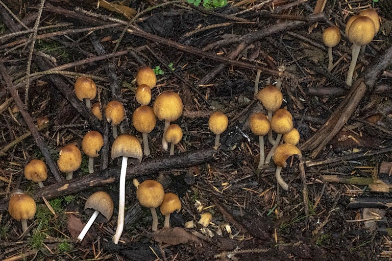 Coprinellus silvaticus