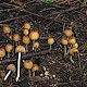 Coprinellus silvaticus