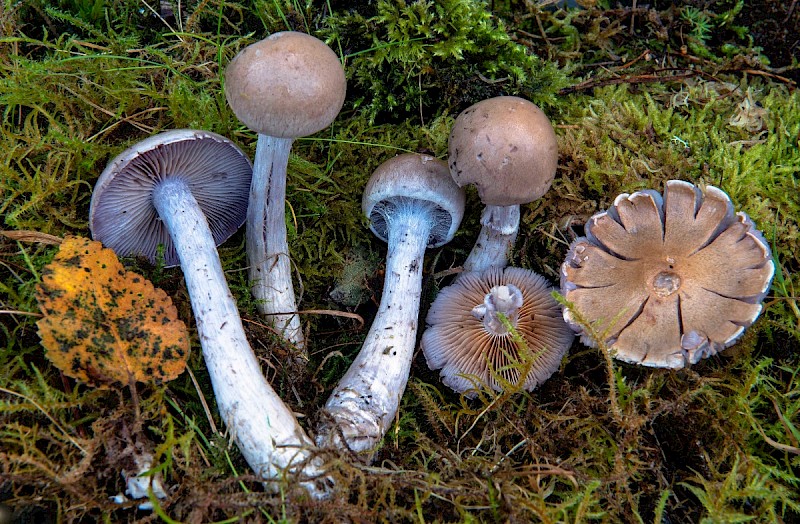 Cortinarius anomalus - © Charles Hipkin