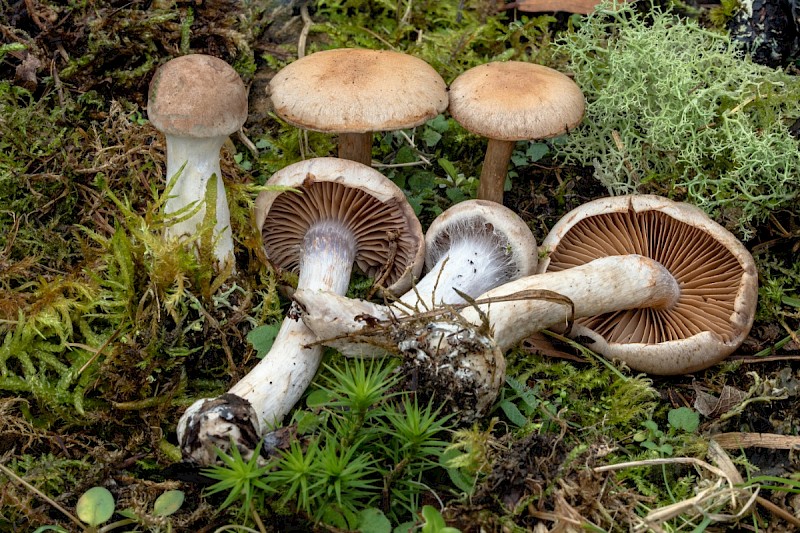 Cortinarius bivelus - © Charles Hipkin