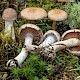 Cortinarius bivelus