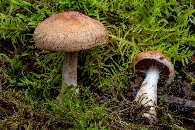 Cortinarius bivelus - © Charles Hipkin