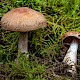 Cortinarius bivelus