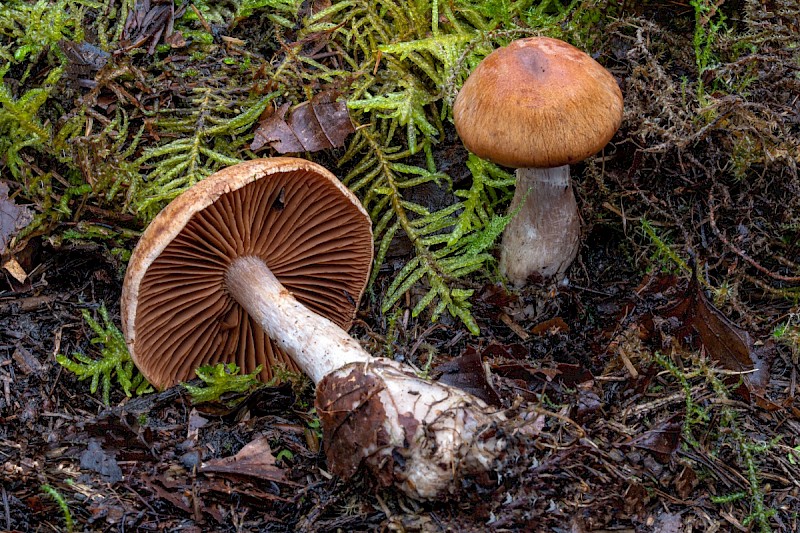 Cortinarius bivelus - © Charles Hipkin