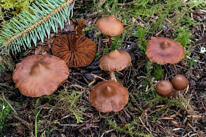 Cortinarius brunneus 