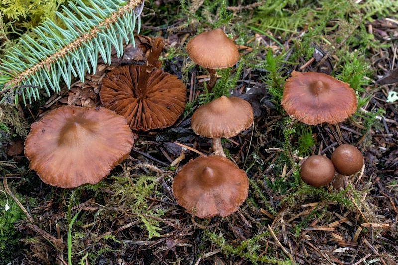 Cortinarius brunneus - © Charles Hipkin