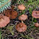 Cortinarius brunneus