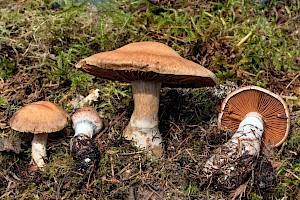 Cortinarius caninus 