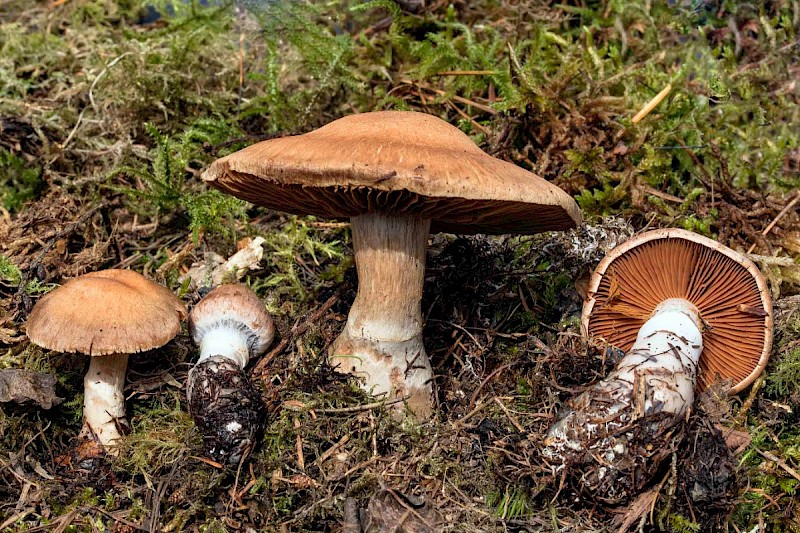 Cortinarius caninus - © Charles Hipkin