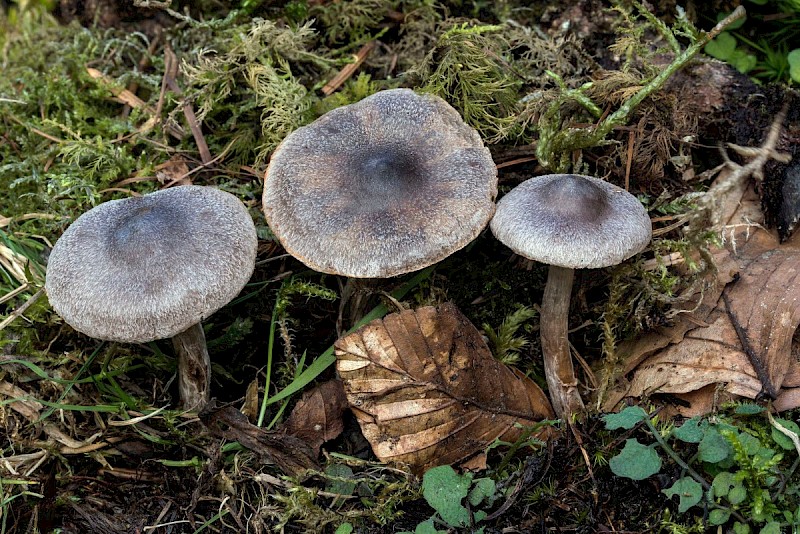 Cortinarius hemitrichus - © Charles Hipkin