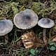 Cortinarius hemitrichus