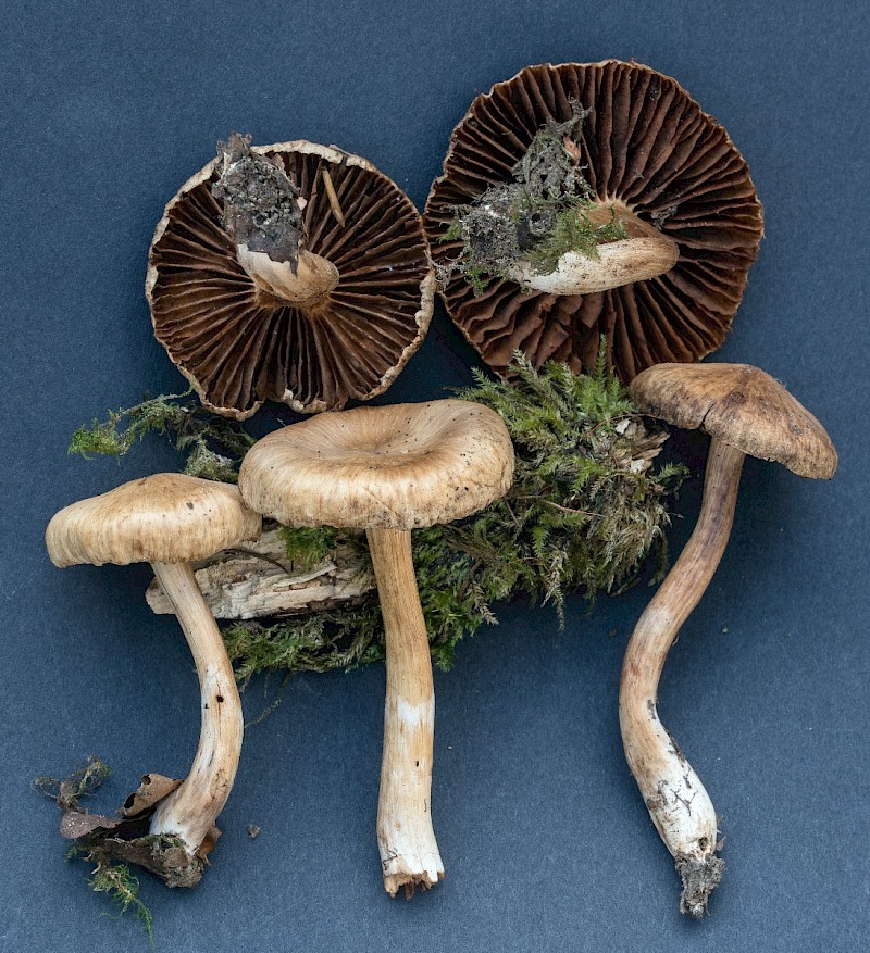 Cortinarius hinnuleus - © Charles Hipkin